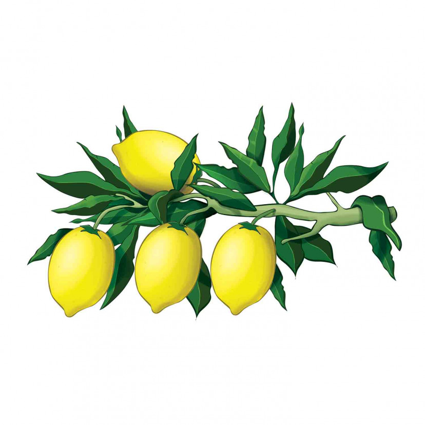 Vetrofania Limoni